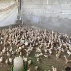دجاج