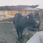 ثور