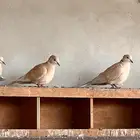 يمام قمري أبيض نادر للبيع   طفره مميزة ونظافة عالية