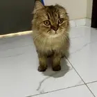 قط شيرازي للبيع