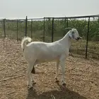 عنز مشروكه صنف فاخر