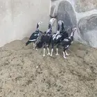 دجاج باكستاني سندي فوليا