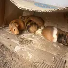 وبران بلدي للبيع