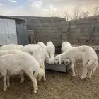 ياهل الزين  ياهل الجبر طليان جبره فوق الكفو