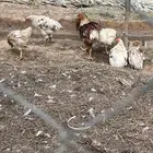 دجاج لوهمان بروان صافي البيع أطقم كل أربع دجاجات معاهم ديك.