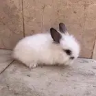 ارنب ذو فرو كثيف للبيع