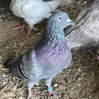 حمام مشكل زاجل وسلفر و هجين