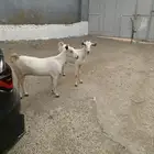 غنم للبيع
