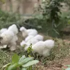 للبيع دجاج قطني