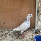 للبيع حمام زاجل سباق