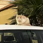 قطة ضايعه
