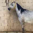 حصان واهو ولد ابن فريد