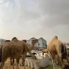 ابل 4نياق للبيع