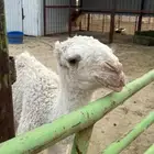 خلفه طيبه ( تم البيع )