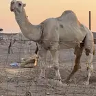 فحل ولد عقاب