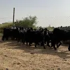 معزاء عوارض