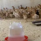 صوص تركي
