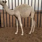 حاشي قصب طيب