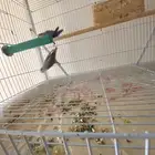 زوج روز جاهز للإنتاج