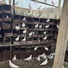حمام فرنسي