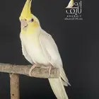 كروان باستيل فيس