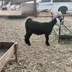 جفرات عوارض كايفه