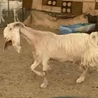 عنز مشروكه بشامي