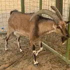 هجين و ع ل فاخر