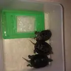 سلاحف برمائيه