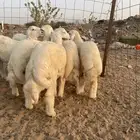 6 طليان فاخره للبيع جمله وتفريد ذبايح