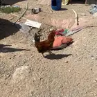 ديكه فيومي ذهبي مستعجل