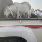 فحول العدد 2 السن سدس مشروطة