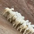 غنم حري تربيه خاصه 19 راس علف بلدي هاوي