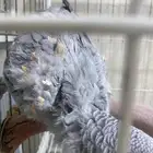 كاسكو ببغاء أليف
