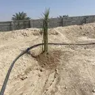 غنم مزارع
