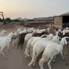 سواكن مرابي