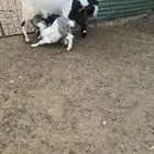 عنزين مشاريك متاومات