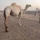 للبيع لقحه