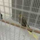 زوج طير كروان للبيع