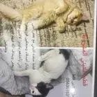 قطط صغيرة