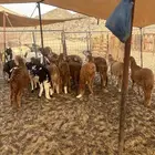 الشميسي طريق الخواجات