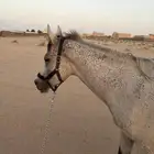 سلام عليكم حصان للبيع عمره أربع سنوات