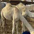 حشوان