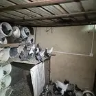حمام متوالف عشه وحده