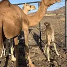 خلفه بكر تحتها بكره ب 12500 تم البيع