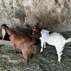 2 جفار للبيع
