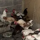 دجاج بلدي