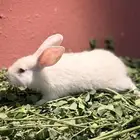 ارانب صغيره لطيفه وجميله