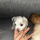 كلاب أمريكيه صغار