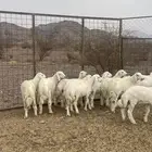 طليان ( تم البيع )
